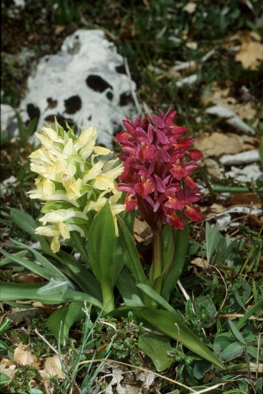 Orchidee in una villa vicino a Piediluco (Terni)